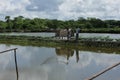 Pond and vegetable fiend in Khulna,Bangladesh. Royalty Free Stock Photo