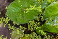 Pond vegetation Royalty Free Stock Photo