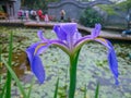 The pond was in full bloom with a beautiful iris.