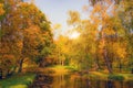 A pond with water birds in a dense autumn park