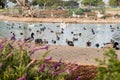 Pond with water birds, geese and ducks, in city park. Large group of birds Royalty Free Stock Photo