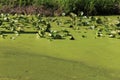 Pond water covered in green slime