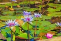 Pond with water lilies Royalty Free Stock Photo