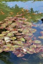 Pond of water lilies or floating plants.