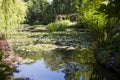 Pond with water lilies in the park Royalty Free Stock Photo