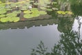 Pond with water lilies and the reflection of the walls and towers of the Vorontsov Palace, Crimea Royalty Free Stock Photo