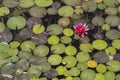 A Pond of Water Lillies Royalty Free Stock Photo