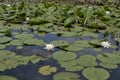 Pond with water lilly Royalty Free Stock Photo