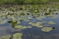 Pond with water lillys Royalty Free Stock Photo