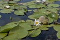 Pond with water lillys Royalty Free Stock Photo