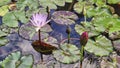 Pond with water lily flowers in the botanical garden of Valencia