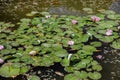 Pond with water lily and koi fish Royalty Free Stock Photo