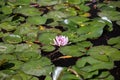 Pond with water lily and koi fish Royalty Free Stock Photo