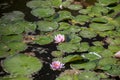 Pond with water lily and koi fish Royalty Free Stock Photo
