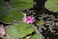 Pond with water lily and koi fish Royalty Free Stock Photo