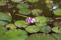 Pond with water lily and koi fish Royalty Free Stock Photo