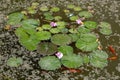 Pond with water lily and koi fish Royalty Free Stock Photo