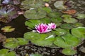 Pond with water lily and koi fish Royalty Free Stock Photo