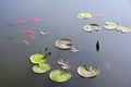 Pond with water lily and koi fish Royalty Free Stock Photo