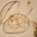 Pond water plankton and algae at the microscope. Ostracod crustacean Royalty Free Stock Photo