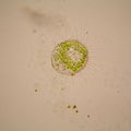 Pond water plankton and algae at the microscope.Volvox aureus Royalty Free Stock Photo