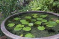 Pond water plant lotus vase jar concept