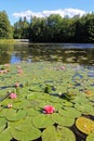 Pond with Waterlilies Royalty Free Stock Photo