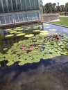 Pond with waterlillies