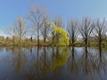 Pond with weeping willow and other trees in the Flemish countryside. Royalty Free Stock Photo