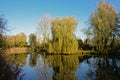 Pond with weeping willow and other trees in the Flemish countryside Royalty Free Stock Photo