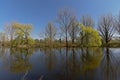 Pond with weeping willows and other trees in the Flemish countryside. Royalty Free Stock Photo