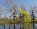 Pond with weeping willows and other trees in the Flemish countryside. Royalty Free Stock Photo