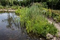 Pond in a wetland with cattails in the riparian area Royalty Free Stock Photo