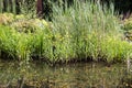 Pond in a wetland with cattails in the riparian area Royalty Free Stock Photo