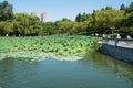 Pond which overgrown by lotos flowers.