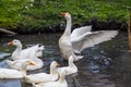 A pond with white ducks and geese with orange beaks with the leader flapping his wings and standing on his hind legs. Poultry farm