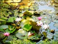 Pond of white and pink water Lilly Royalty Free Stock Photo