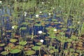 Pond with white waterlilies in a forest Royalty Free Stock Photo