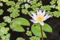 Pond with white waterlily Royalty Free Stock Photo