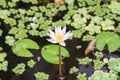 Pond with white waterlily Royalty Free Stock Photo