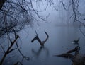 Pond in winter in a foggy forest Royalty Free Stock Photo