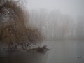 Pond in winter in a foggy forest Royalty Free Stock Photo