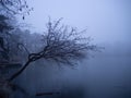 Pond in winter in a foggy forest Royalty Free Stock Photo