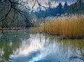 A pond in winter with trees, reeds, and reflections in the water