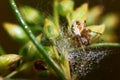 Pond wolf spider