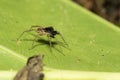 Pond wolf spider Pardosa pseudoannulata Royalty Free Stock Photo