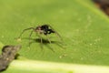 Pond wolf spider Pardosa pseudoannulata Royalty Free Stock Photo