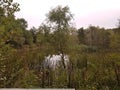 Pond in The Woods