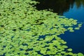 Pond with yellow waterlily flowers, green leaf, duckweed in a summer day Royalty Free Stock Photo