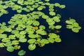 Pond with yellow waterlily flowers, green leaf, duckweed in a summer day Royalty Free Stock Photo